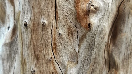 Abstract details background of old tree bark in the park during sunny day