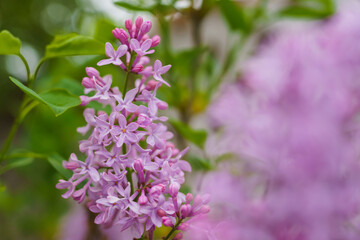 Clusters of lilac flowers bloom in the garden with a soft blur in the background.