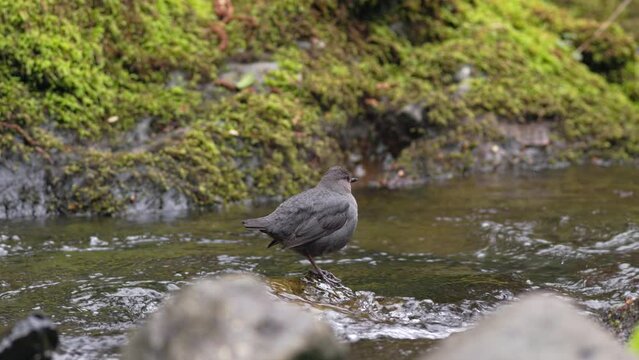 American Dipper (Cinclus mexicanus) bird rousing its feathers and jumping across a mountain stream in the Olympic Mountains of Washington state