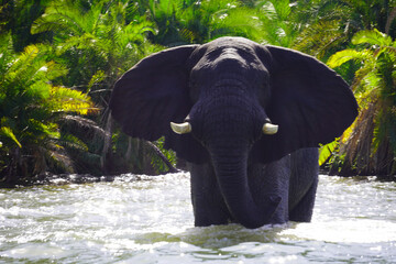 African elephant bathing near the shore of Lake Victoria