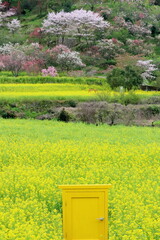 西川花公園　菜の花畑の黄色いドア　（高知県　香南市）