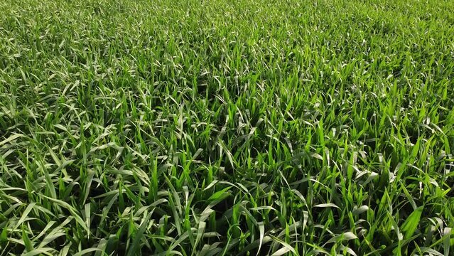 Green wheat in spring