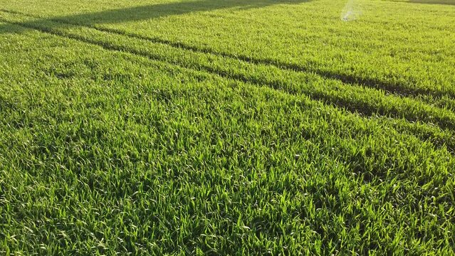 Green wheat in spring