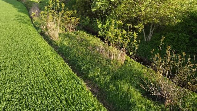 Wheat field vegetation in spring