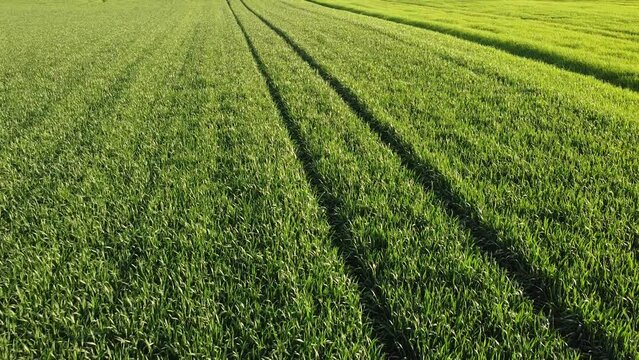 Wheat field in spring