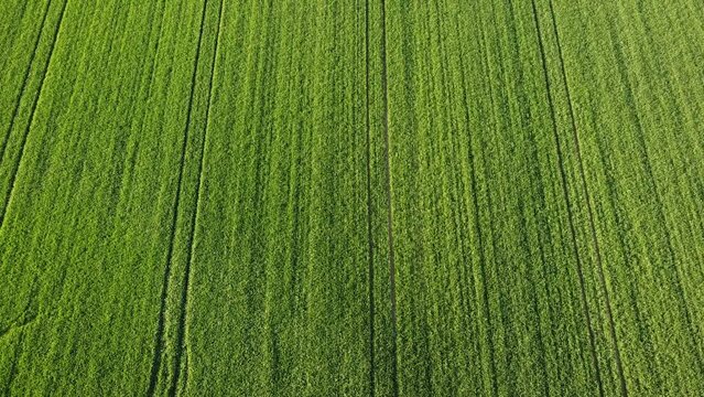 Wheat field in spring