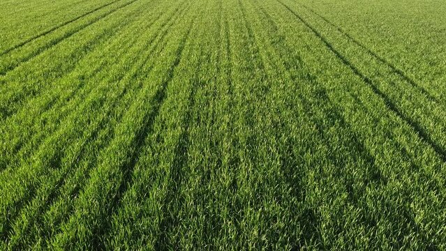 Wheat field in spring