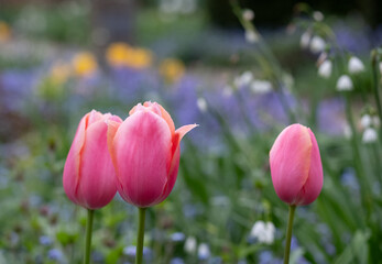 Colourful pink tulips amidst other spring flowers at Eastcote House Gardens, historic walled garden maintained by a community of volunteers in the London Borough of Hillingdon. 