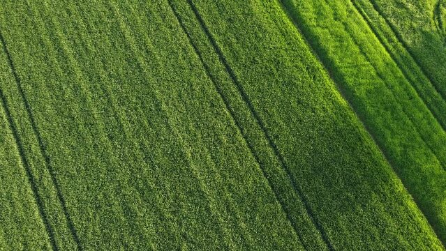 Green wheat field in spring