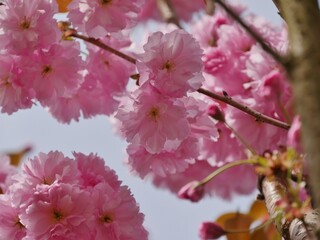 Rosa Kirschblüte am japanischen Kirschbaum
