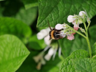 Hummel saugt an rosa Blüte
