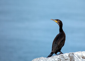 Great Cormorant (Phalacrocorax carbo) - Found on coasts worldwide