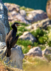 Great Cormorant (Phalacrocorax carbo) - Found on coasts worldwide