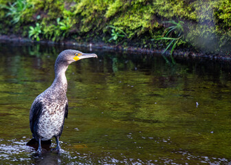 Great Cormorant (Phalacrocorax carbo) - Found on coasts worldwide