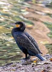 Great Cormorant (Phalacrocorax carbo) - Found on coasts worldwide