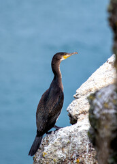 Great Cormorant (Phalacrocorax carbo) - Found on coasts worldwide