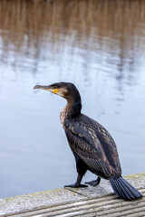Great Cormorant (Phalacrocorax carbo) - Found on coasts worldwide