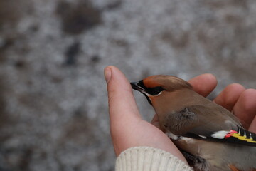A small bird in a hand