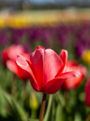 Obraz premium pink tulip