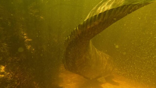 Graceful catfish tail resting against the current on river sand. This footage is part of a scene featuring the same animal, check my album for more.