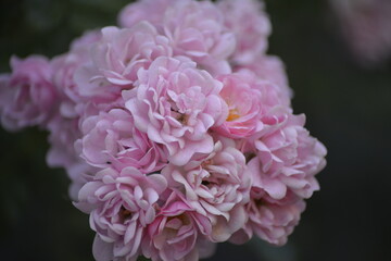 Blühende pinke Rosen