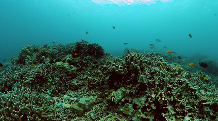 Tropical fish and hard coral reefs under the sea. Underwater background.