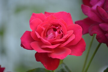 Blühende Rose