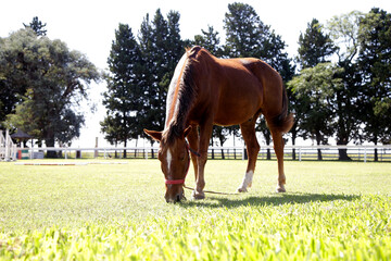 Brown horse in a grazing in a farm.