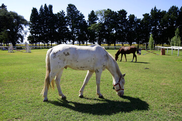 Two horses grazing in a farm