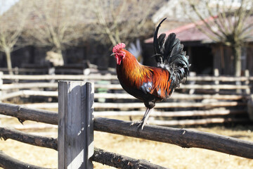 Rooster on fence. Animal farm background. Early morning countryside landscape. Chicken farm wooden barn. Red orange color feathers. Poultry industry.