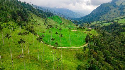 Aerial view of Cocora Valley with wax palm trees, green hills, and winding paths in Quindío,...