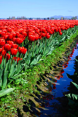Agricultural field of red tulips on green foliage with reflection in water