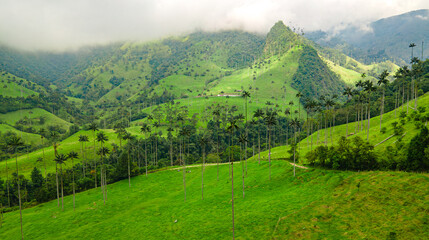 Scenic view of Cocora Valley with towering wax palms, Colombia’s national tree, under a cloudy sky