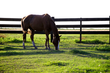 Brown horse in a grazing in a farm at sunset.