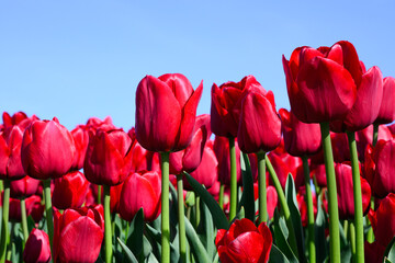 Closeup of red tulip flowers on green stalks in agricultural field under blue sky