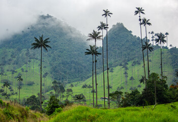 Tall wax palms in Cocora Valley, Quindío, Colombia with lush greenery