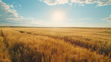 Radiant Sun Shining Over Vast Golden Wheat Field, Natures Bounty in All Its Glory - obrazy, fototapety, plakaty