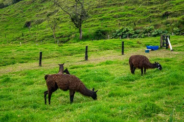 Fotobehang Llamas graze peacefully in the lush green landscape of Valle del Cocora, Quindío, Colombia © Jhampier