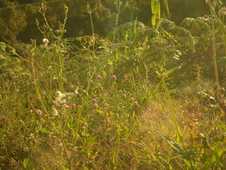 Campo de flores en el atardecer