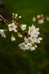 A branch of a blooming white cherry tree on the background of greenery. garden.