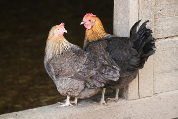 Group of chicken on a farm. Portrait of animal farm background. Countryside landscape. Hen house entrance. Brown orange color feathers. Chicken walking freely on sand. Closeup bird.