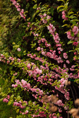 Obraz premium A branch of cherry blossoms in the park. Spring trees with pink flowers in park