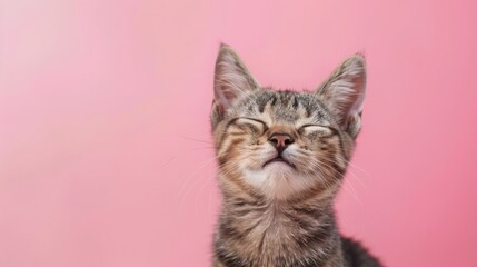 Happy smiling retriever cat blinking eye pink background studio shot