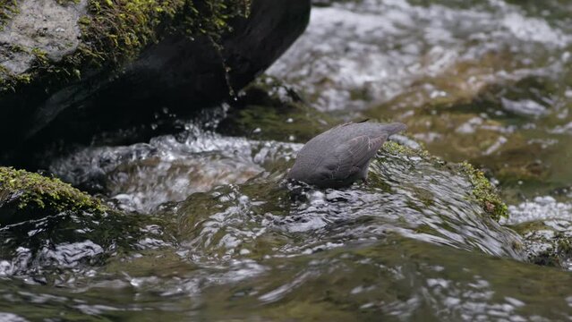 American Dipper (Cinclus mexicanus) bird catching and eating invertebrates from a mountain stream in the Olympic Mountains of Washington state