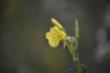 Aufgehende gelbe Blume vor dunklem Hintergrund