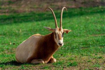  Oryx Antelope Grazes in the African Savannah