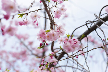 Branches of sakura flowers, cherry blossom