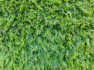 Artificial Grass Texture on the Wall