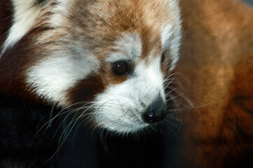 closeup of a red panda