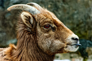 Bighorn sheep